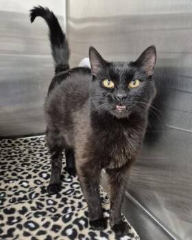 Vladi -  Domestic Short Hair Cat for Adoption in Butte, Montana - Vladi | PetCurious