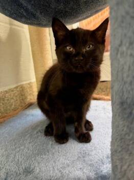 Vivian -  Domestic Short Hair Cat for Adoption - Vivian | PetCurious