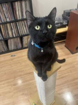 Rescue Domestic Short Hair Cats for Adoption in Chandler, Arizona - Burrito Taquito | PetCurious