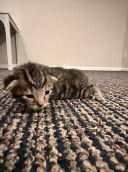Domestic Short Hair Cats Available for Adoption in Virginia Beach, Virginia - Hickory | PetCurious