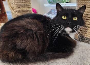 Domestic Long Hair Cats Available for Adoption - Albert | PetCurious
