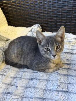 Stoney -  Domestic Short Hair Cat for Adoption in Hamburg, New York - Stoney | PetCurious
