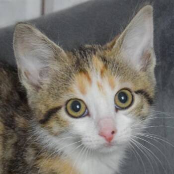 Gazelle -  Tabby and Calico Cat for Adoption in Huntley, Illinois - Gazelle | PetCurious