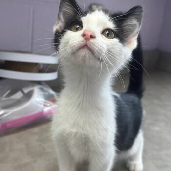Washington -  Domestic Short Hair Cat for Adoption in Marshalltown, Iowa - Washington | PetCurious