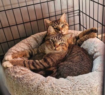 Rescue Domestic Short Hair Cats for Adoption in Herndon, Virginia - Napoleon (& Kipland) Bonded | PetCurious