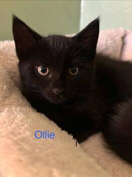 American Shorthair Cats Available for Adoption in Hagaman, New York - Ollie | PetCurious