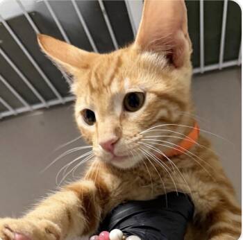 Sir Whiskers -  Domestic Short Hair Cat for Adoption in Scottsdale, Arizona - Sir Whiskers | PetCurious