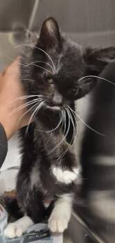 Domestic Short Hair Cats Available for Adoption - Sf-6 Klaus | PetCurious