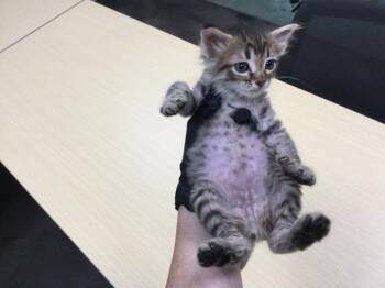 Rescue Domestic Short Hair Cats for Adoption in Thousand Palms, California - DIVA | PetCurious