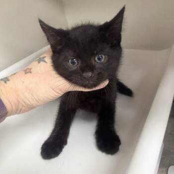 Domestic Short Hair Cats Available for Adoption in Jupiter, Florida - Beans | PetCurious