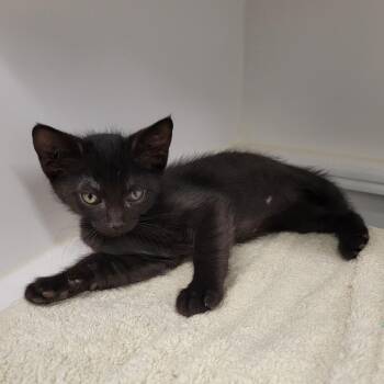 Bear -  Domestic Short Hair Cat for Adoption in Phoenix, Arizona - Bear | PetCurious