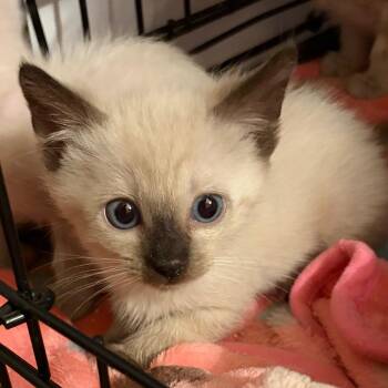 Bolt -  Siamese and Domestic Short Hair Cat for Adoption in Calimesa, California - Bolt | PetCurious