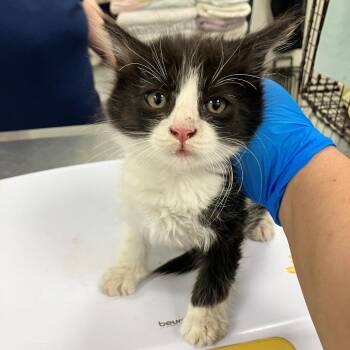 Domestic Medium Hair Cats Available for Adoption in Las Cruces, New Mexico - 107094 | PetCurious