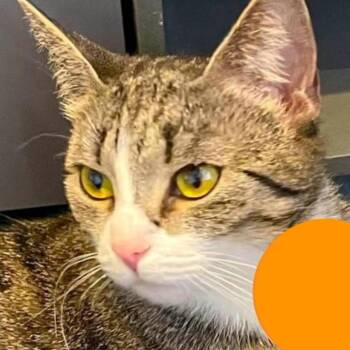 Adelaide -  Domestic Short Hair Cat for Adoption in New York, New York - Adelaide | PetCurious