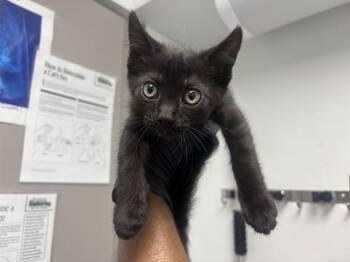 DILL -  Domestic Short Hair Cat for Adoption in Antioch, California - DILL | PetCurious