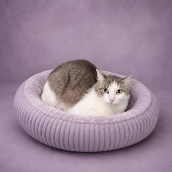 Lana -  Domestic Short Hair Cat for Adoption in Heber Springs, Arkansas - Lana | PetCurious
