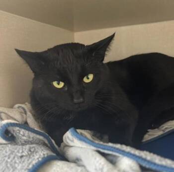 Domestic Short Hair Cats Available for Adoption - Baghira | PetCurious