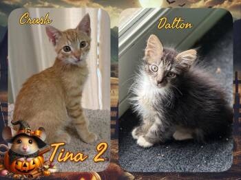 Tina 2 -  Domestic Short Hair Cat for Adoption in Corinth, New York - Tina 2 | PetCurious