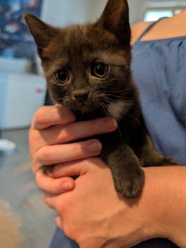 Rei -  Domestic Long Hair Cat for Adoption in Kannapolis, North Carolina - Rei | PetCurious