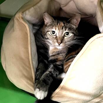 Rescue Domestic Short Hair Cats for Adoption in Richmond, California - VALKYRIE | PetCurious
