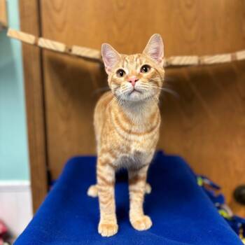 Rescue Domestic Short Hair Cats for Adoption in Fargo, North Dakota - Delano | PetCurious