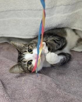 Domestic Short Hair Cats Available for Adoption in Westland, Michigan - Milk Tea | PetCurious