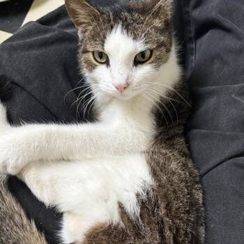 Henry -  Domestic Short Hair Cat for Adoption in York, Pennsylvania - Henry | PetCurious