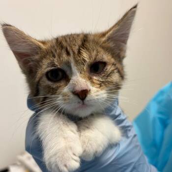 Ivy -  Domestic Short Hair Cat for Adoption in Nashville, Tennessee - Ivy | PetCurious