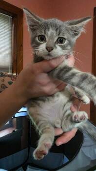 Domestic Long Hair Cats Available for Adoption in Hagaman, New York - Oswego | PetCurious