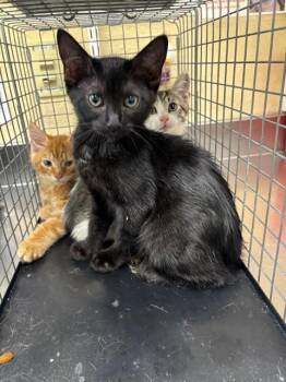 JADE -  Domestic Short Hair Cat for Adoption in Fort Myers, Florida - JADE | PetCurious