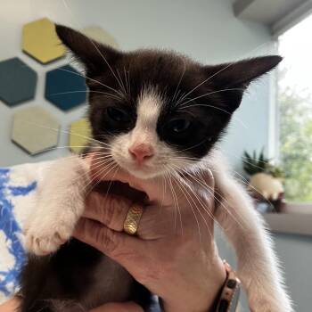 Piglet -  Domestic Short Hair Cat for Adoption - Piglet | PetCurious