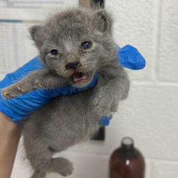 Genevieve G2 -  Domestic Short Hair Cat for Adoption in Edinburg, Texas - Genevieve G2 | PetCurious