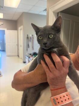 Luna -  Domestic Short Hair Cat for Adoption in Gallatin, Tennessee - Luna | PetCurious