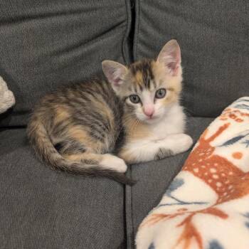 Domestic Short Hair Cats Available for Adoption - Hummus | PetCurious