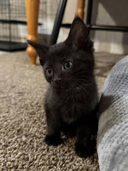 Domestic Short Hair Cats Available for Adoption - Valor | PetCurious