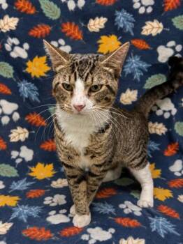 Cosmo -  Domestic Short Hair Cat for Adoption in Kingsland, Georgia - Cosmo | PetCurious