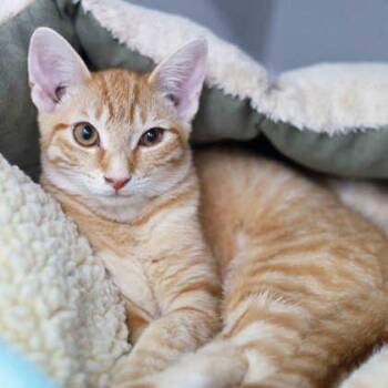 Cupcake -  Domestic Short Hair Cat for Adoption in Atlanta, Georgia - Cupcake | PetCurious