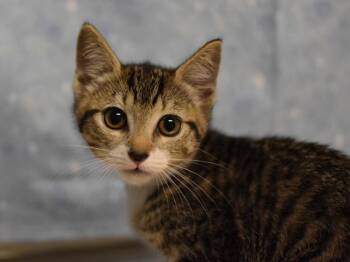 Gazpacho -  Domestic Short Hair Cat for Adoption in Portland, Oregon - Gazpacho | PetCurious