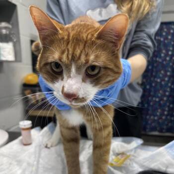 Domestic Medium Hair Cats Available for Adoption - Toad | PetCurious