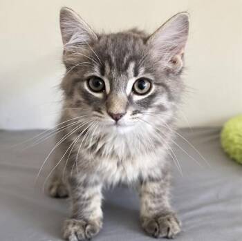 Hexy -  Domestic Medium Hair and Tabby Cat for Adoption in Foley, Alabama - Hexy | PetCurious
