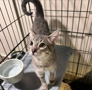 Fin -  Domestic Short Hair Cat Available for Adoption in Statesboro, Georgia - Fin | PetCurious