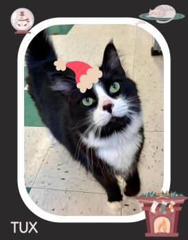 Rescue Domestic Medium Hair Cats for Adoption in Providence, Rhode Island - Tux | PetCurious