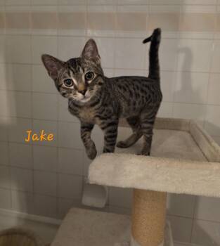 Jake -  Tabby Cat for Adoption in Burnaby, British Columbia - Jake | PetCurious