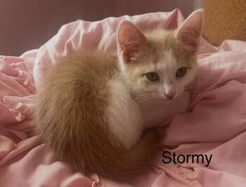 Stormy -  Domestic Short Hair Cat for Adoption in St. Peters, Missouri - Stormy | PetCurious