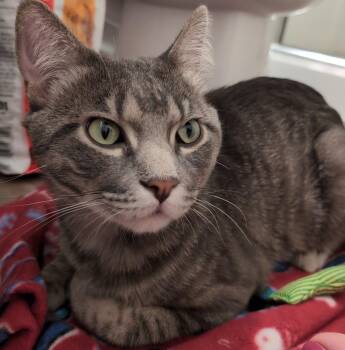 Clyde -  Domestic Short Hair Cat for Adoption in Minneapolis, Minnesota - Clyde | PetCurious
