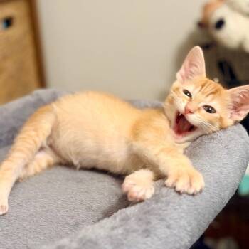 Chandler -  Domestic Short Hair Cat Available for Adoption in Dallas, Texas - Chandler | PetCurious