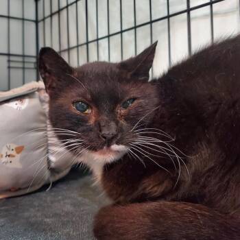 Bestie -  Domestic Short Hair Cat for Adoption in Kansas City, Missouri - Bestie | PetCurious