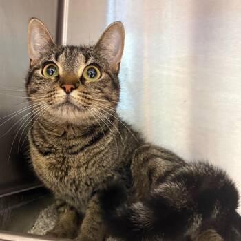 Cleo -  Domestic Short Hair Cat for Adoption in Englewood, Florida - Cleo | PetCurious