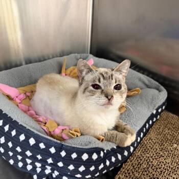 Domestic Short Hair Cats Available for Adoption in Summerville, South Carolina - Nova | PetCurious