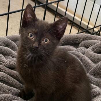Tansy (in Stevensville, MD) -  Domestic Short Hair Cat Available for Adoption - Tansy (in Stevensville, MD) | PetCurious